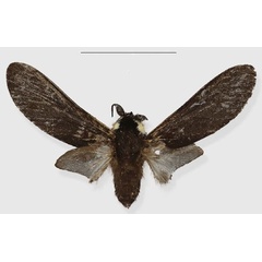 /filer/webapps/moths/media/images/S/safiani_Casphalia_HT_ISEAa.jpg