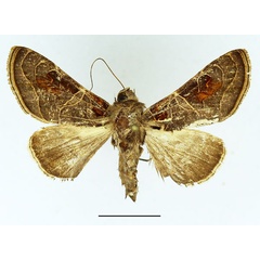 /filer/webapps/moths/media/images/E/euchroides_Ctenoplusia_AF_Basquin.jpg