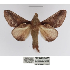 /filer/webapps/moths/media/images/S/scapulosa_Stoermeriana_AM_TMSA.jpg