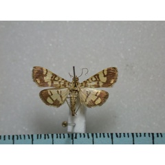 /filer/webapps/moths/media/images/P/phalaromima_Pardomima_A_Revell.jpg