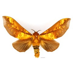 /filer/webapps/moths/media/images/B/brotoessa_Gonopacha_AF_Basquin_02.jpg