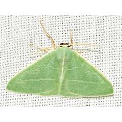 /filer/webapps/moths/media/images/R/rubripunctilla_Neromia_A_Braun.jpg