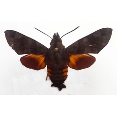 /filer/webapps/moths/media/images/M/milvus_Macroglossum_AM_Turlin_01.jpg