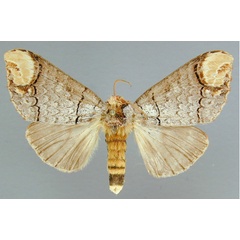 /filer/webapps/moths/media/images/I/imitata_Phalera_A_RMCA_01.jpg