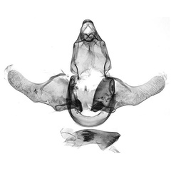 /filer/webapps/moths/media/images/S/sineriana_Corymbus_GMHT_MfN.jpg