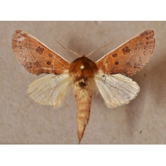 /filer/webapps/moths/media/images/O/oneili_Scalmicauda_A_Butler.jpg