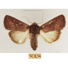 /filer/webapps/moths/media/images/F/furvilinea_Dicerogastra_AF_TMSA_01.jpg