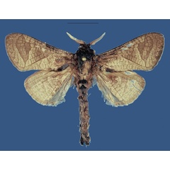 /filer/webapps/moths/media/images/P/pwaniensis_Shimbania_HT_ZSM.jpg
