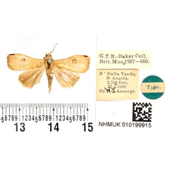 /filer/webapps/moths/media/images/O/ochrea_Rivulana_HT_BMNH.jpg