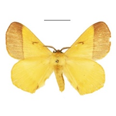/filer/webapps/moths/media/images/D/dargei_Vianga_PTM_NHMUK_mMQcEza.jpg