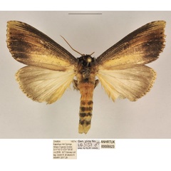 /filer/webapps/moths/media/images/L/lungu_Antheua_HT_ANHRT.jpg