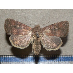 /filer/webapps/moths/media/images/P/pauperata_Condica_A_Goff_01.jpg