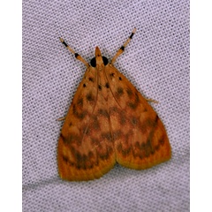 /filer/webapps/moths/media/images/O/olesialis_Pionebathra_A_Roland_01.jpg