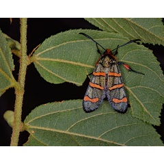 /filer/webapps/moths/media/images/E/erythropyga_Arniocera_A_Roland_02.jpg