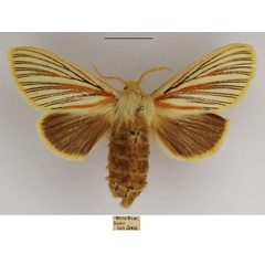 /filer/webapps/moths/media/images/N/nigrolineata_Grammodora_AF_TMSA_01.jpg