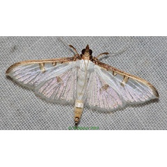 /filer/webapps/moths/media/images/M/metallata_Palpita_A_Bippus_02.jpg