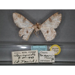 /filer/webapps/moths/media/images/B/bicornis_Cleora_PT_RMCA_01.jpg