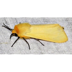 /filer/webapps/moths/media/images/F/flava_Saenura_A_Braun_10.jpg