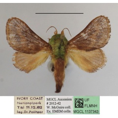 /filer/webapps/moths/media/images/N/nana_Latoia_A_MGCLa_03.JPG