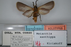 Metarctia xanthippa