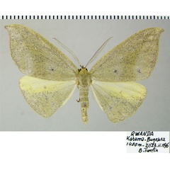 /filer/webapps/moths/media/images/C/chiarinii_Hypochrosis_AM_ZSM.jpg