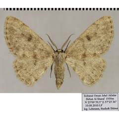 /filer/webapps/moths/media/images/L/leucites_Gnophosema_AM_ZSM.jpg