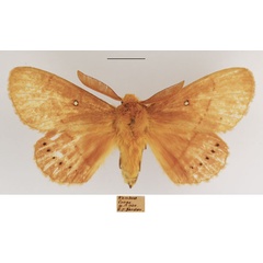 /filer/webapps/moths/media/images/T/thoracica_Philotherma_AM_TMSA_01.jpg