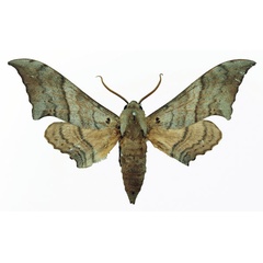 /filer/webapps/moths/media/images/F/falcatus_Falcatula_AF_Basquin.jpg