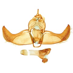 /filer/webapps/moths/media/images/M/manalis_Torodora_GMHT_ZMHB.jpg
