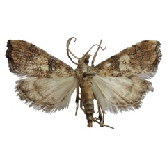 /filer/webapps/moths/media/images/C/catherinae_Ptychopseustis_HT_BMNH.jpg