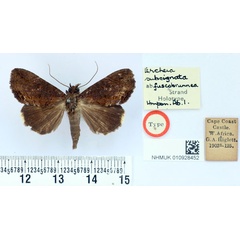 /filer/webapps/moths/media/images/F/fuscobrunnea_Ercheia_HT_BMNH.jpg