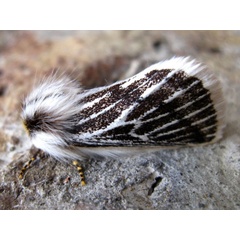 /filer/webapps/moths/media/images/V/vaninia_Rhabdosia_A_Viljoen.jpg