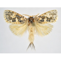 /filer/webapps/moths/media/images/T/tessellata_Salagena_AM_NHMO_01.jpg