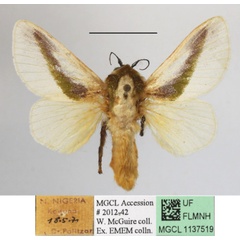 /filer/webapps/moths/media/images/L/loxotoma_Latoia_A_MGCLa_03.JPG