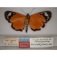 /filer/webapps/moths/media/images/A/aurantiipennis_Apaegocera_A_RMCA_02.jpg