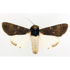 /filer/webapps/moths/media/images/F/fatilega_Ulotrichopus_AF_TMSA_01.jpg