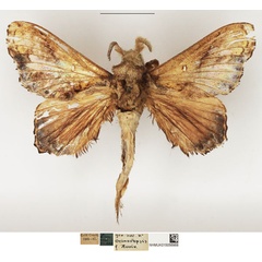 /filer/webapps/moths/media/images/S/superba_Odontogama_AM_NHMUK_02.jpg