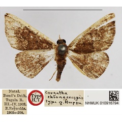 /filer/webapps/moths/media/images/C/chionocraspis_Corgatha_HT_NHMUK.jpg