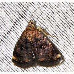 /filer/webapps/moths/media/images/H/hypoxantha_Acontiola_A_Braun_02.jpg