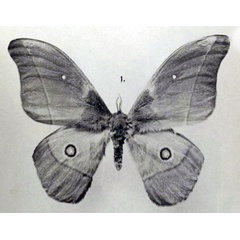 /filer/webapps/moths/media/images/V/venus_Nudaurelia_ST_Rebel_1917b_4-1.jpg