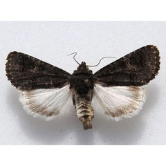 /filer/webapps/moths/media/images/T/trista_Melanephia_A_Goff.jpg
