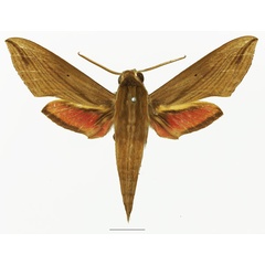 /filer/webapps/moths/media/images/E/eson_Hippotion_AM_Basquin_04a.jpg