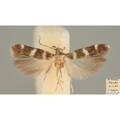 /filer/webapps/moths/media/images/A/armatovalva_Aspades_AM_MHNG.jpg