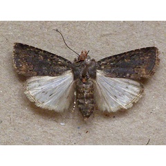 /filer/webapps/moths/media/images/F/fumicolor_Amazonides_A_Butler.jpg