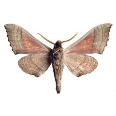 /filer/webapps/moths/media/images/I/ivorensis_Rufoclanis_HT_EMEMb.jpg