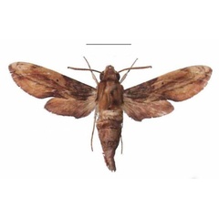 /filer/webapps/moths/media/images/P/pelius_Theretra_AM_EMEM_03.jpg