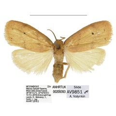 /filer/webapps/moths/media/images/Q/quilimanensis_Spatulosia_NT_ANHRT.jpg
