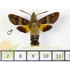 /filer/webapps/moths/media/images/P/pachycerus_Macroglossum_AM_SMCR_01.jpg