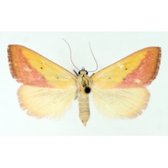 /filer/webapps/moths/media/images/S/sacraria_Phytometra_AF_TMSA_01.jpg