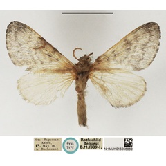 /filer/webapps/moths/media/images/S/sahariensis_Anadiasa_STF_NHMUK_02.jpg